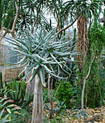 Botanischer Garten der TU Dresden<br />Botanical Garden